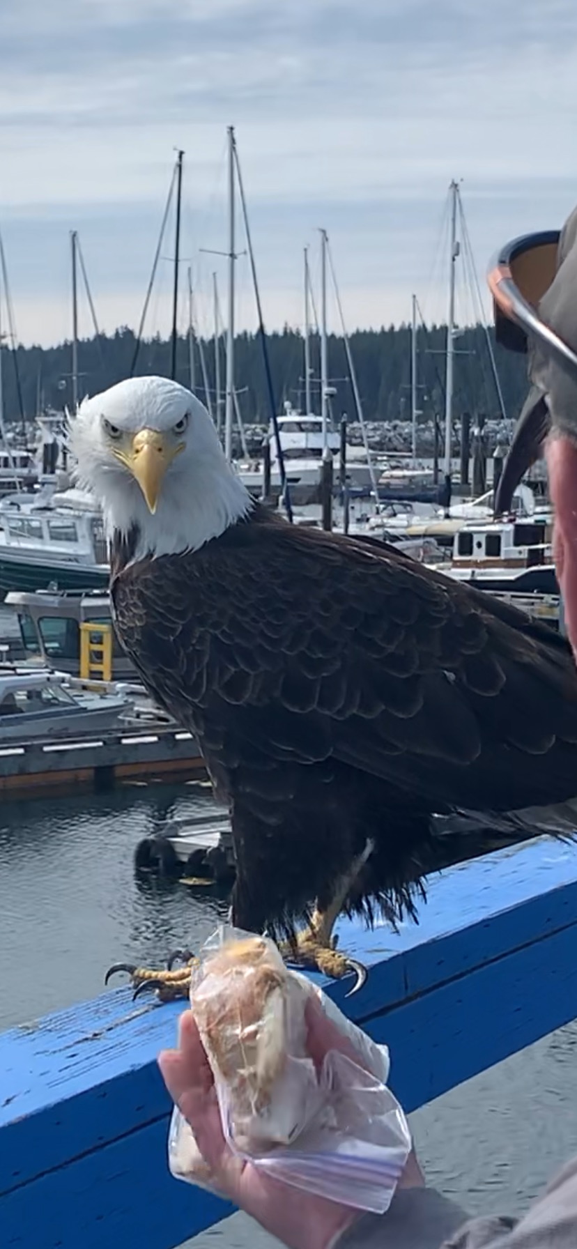 Eagle at Port McNeill Marina