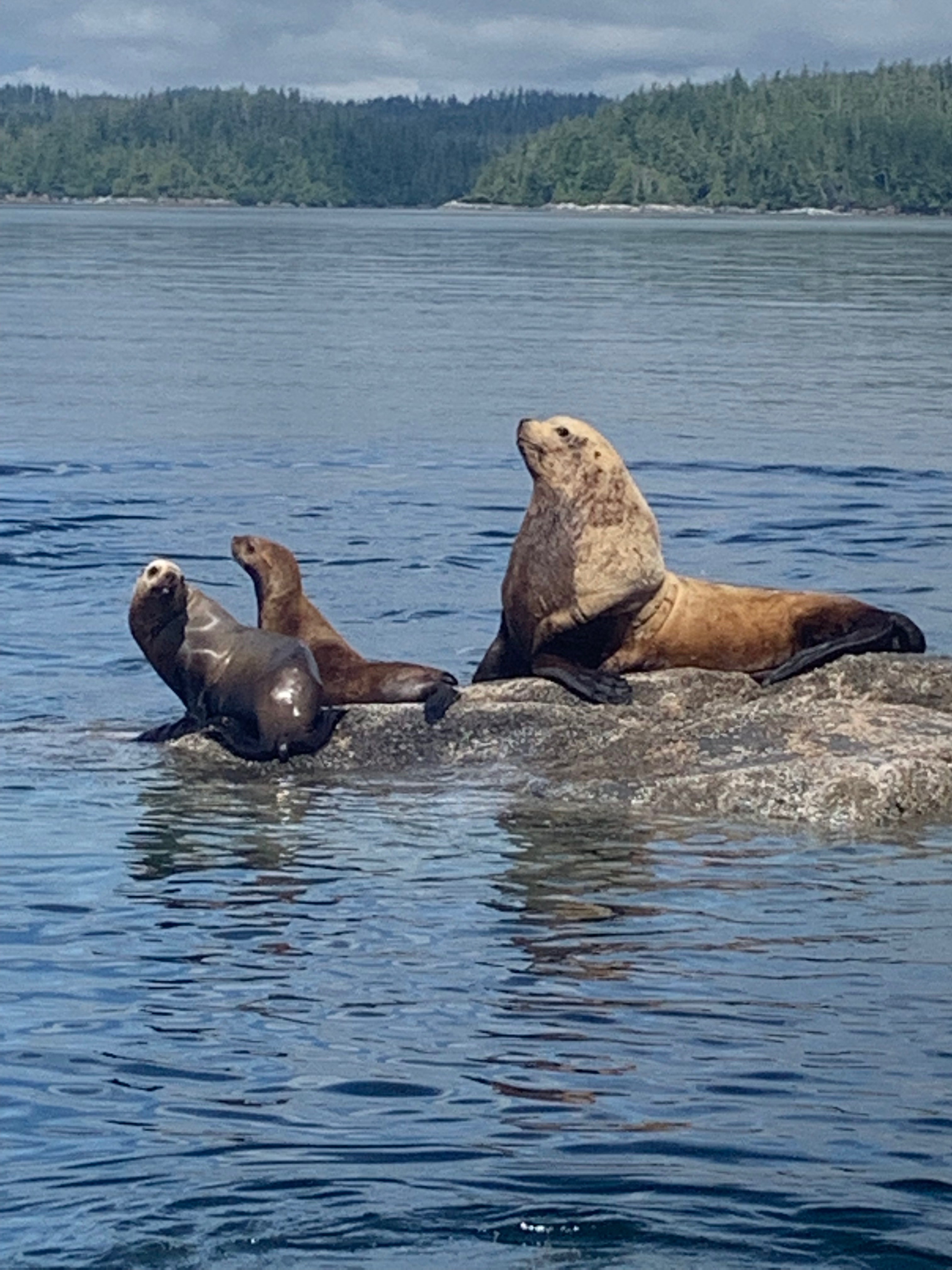 Vancouver Island water taxi wildlife