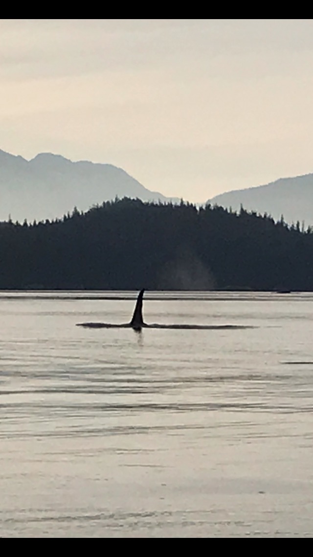 Vancouver Island Killer Whales