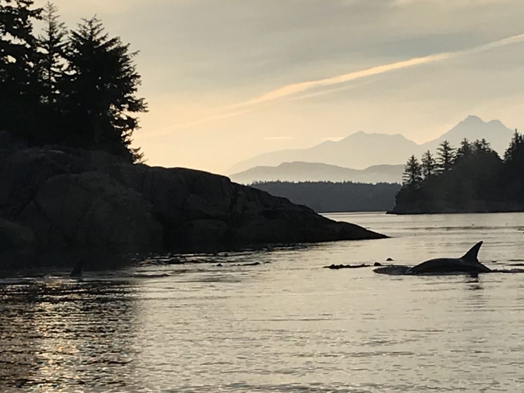 Vancouver Island Water Tours