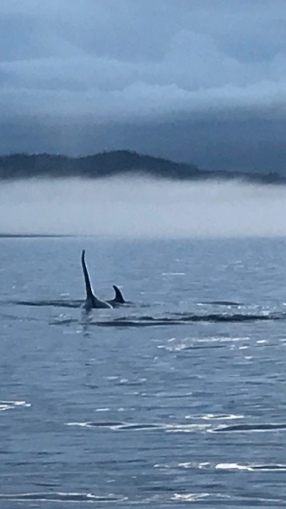 Vancouver Island killer whales