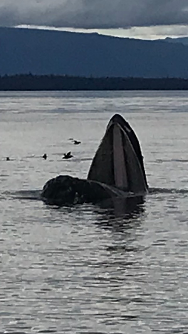 Vancouver Island whales